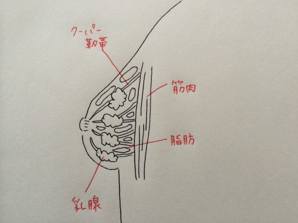 胸の断面図の画像